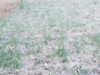 Frosty1223