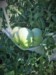 Garden Rebel (Team Rebel Rousers)