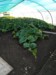 Dorset Farmers - MarkB