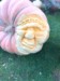PUMPKIN HOUSE