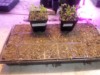 wixom grower ( The Polish Hammer)