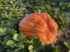 Dawson Acres