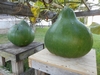 Baker Creek bushel gourd