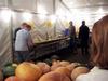 Measuring Ian & Stuart Paton's Long Gourd, 111 inches