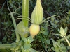 Giant Pumpkin 2012