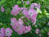 Pretty Phlox