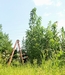 26'1" Giant Amaranth  - Amaranthus australis 