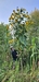 Huge Multi-headed sunflower 