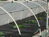 Cabbage Hoop House