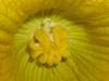 deformed lobes on female flower