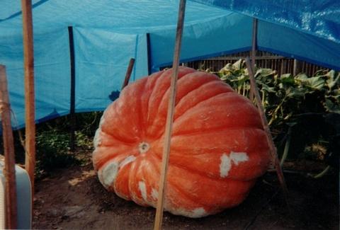 814 Girgus Under Shade Structure