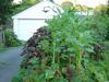 sunflower, mexican june corn & marrows