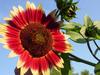 Colorful Colorado Sunflowers