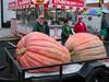 Circleville Pumpkin show winner