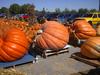 Hilger's Giant Pumpkin Weighoff