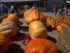 Hilger's Giant Pumpkin Weighoff