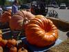 Hilger's Giant Pumpkin Weighoff