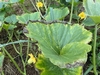 Brown leaf edges