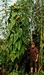 large multi-headed sunflower