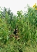 14 feet tall sunflower in back of the garden