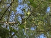 Gourd in the trees