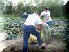 Loading the Squash #7