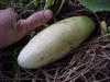 ALBINO CUKE?