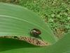 JAPANESE BEETLE 