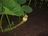 pumpkin pollinated on 723 plant