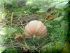 One of Amanda's  many early ripened pumpkins  150lbs