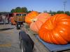 Hilger's Giant Pumpkin Weighoff