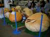 Pumpkins from MN state fair 2008