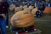 2002 Topsfield Fair - #48 - 571.2 lbs by Alan & Woody Lancaster