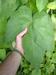 large lima bean leaves