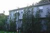 giant amaranth and tropical maize along the back of the house