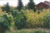 My garden spot with the 8 foot sunflowers