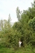 Giant amaranth in main garden