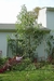 Giant amaranth along the back of the house