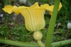 green thumb 2 pumpkin