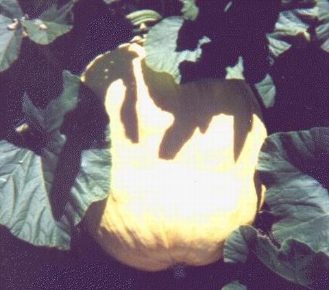 This was the first year ever that I planted a pumpkin!