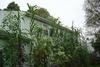 corn and amaranth along back of the house from the other direction