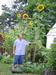 Neighbor's sunflower and marrow