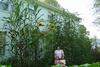 Giant maize and amaranth along house