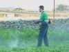 mowing the cover crop