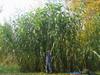 Giant Sorghum