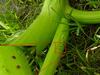 Squash Vine Borer Eggs