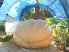 tim with his 786 pumpkin in the patch