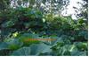 Pumpkin atop overgrown rosebush