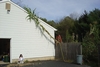 two ~26 feet tall Tehua Maize plants along garage