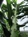 Looking straight up a giant cornstalk